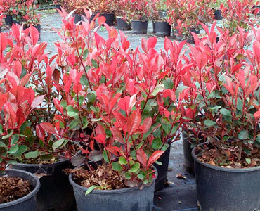 PHOTINIA CONCITA NANA